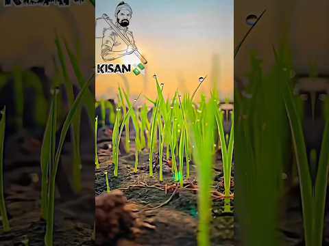 किसान भाई SUBSCRIBE करें ❤️🌾Farming short reel 😲😍#farming #trending #viralvideo #khetibadi #farming