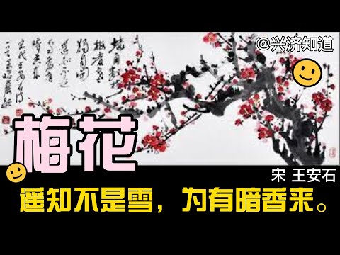 梅花（宋 王安石） 对王安石而言，‘诗歌就是诗歌，改革就是改革。’或许会比较好。一个好的文学家基本上不会是一个好的政治家，更不可能是一位好的经济学家。