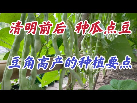 豆角高产种植的关键点。#家庭有机种植