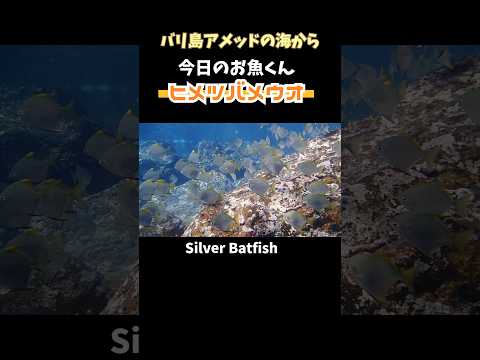 [ヒメツバメウオの群れ] お引越ししました(⁠^⁠^⁠) school of silver #batfish #バリ島ダイビング #ツバメウオ #ヒメツバメウオ  #shorts