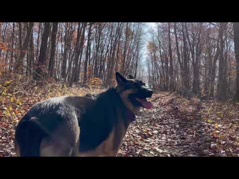 Winter 2020 German Shepherd's Hiking Video Series Hiking with Dog in the wilderness - forest