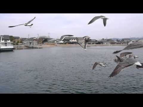 天橋立餵海鷗