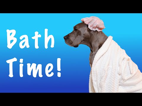 Tips for EASY Bathes with your Great Dane! | Great Dane Care