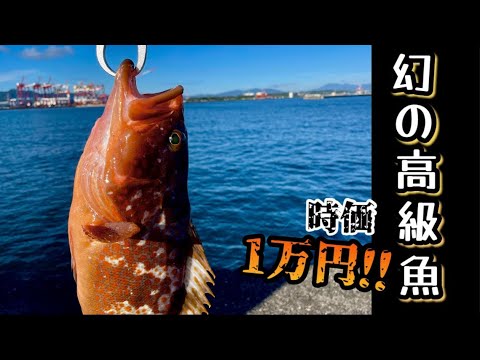 【ショアジギング】堤防で幻の高級魚が釣れた！！