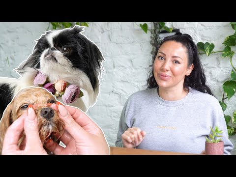 Day in the Life of a Dog Groomer | Today at Hackney Barkers: Ep 10