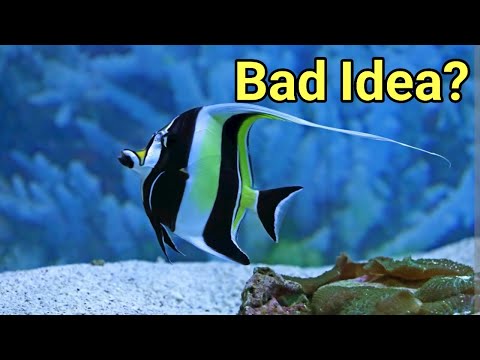 Considering A Moorish Idol | The Prestige Reef Dork Show Ep 56