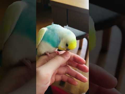 たくさんの言葉覚えた!! #shorts #セキセイインコ #budgie #かわいい #すいちゃん #おしゃべり