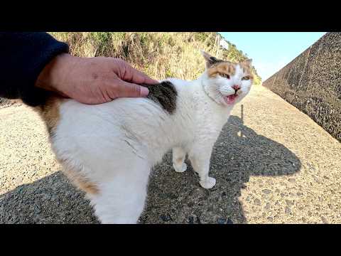 Beautiful calico cat complains loudly after being touched by a human