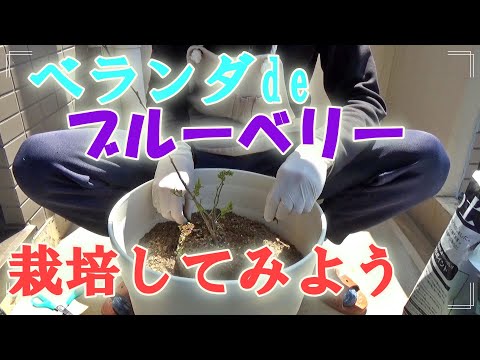 ベランダを使って！ブルーベリーを栽培♪鉢に植え替えてみた