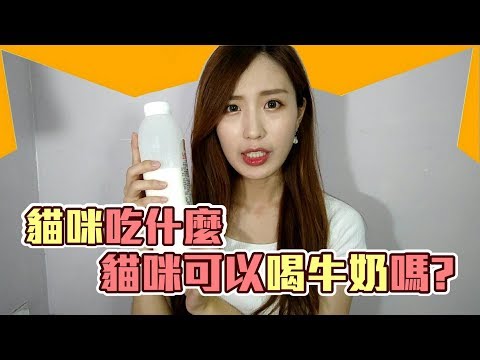 貓咪可以喝牛奶嗎?有的貓喝牛奶會拉肚子?｜貓與香菜 貓咪吃什麼