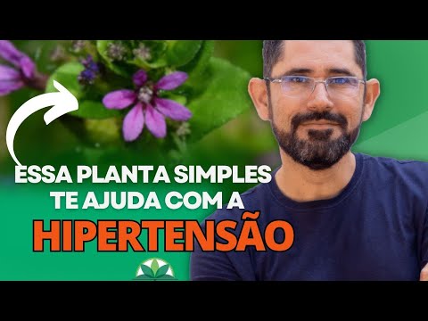 SETE-SANGRIAS: ESSA PLANTA SIMPLES TE AJUDA COM A HIPERTENSÃO