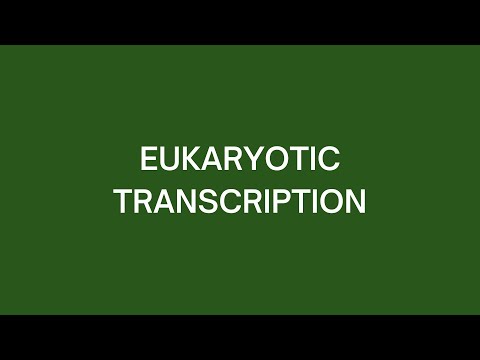 Eukaryotic Transcription