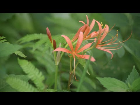 天然クーラー山野草・続・たじま高原植物園