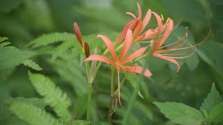 天然クーラー山野草・続・たじま高原植物園