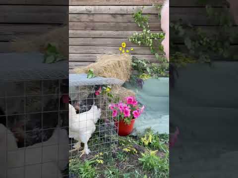 С Варварой создали небольшую фотосессию 🐓🦆 #music #song #курочки #ферма