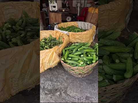 這是菲律賓的苦瓜嗎?｜Is this the Filipino bitter melon?