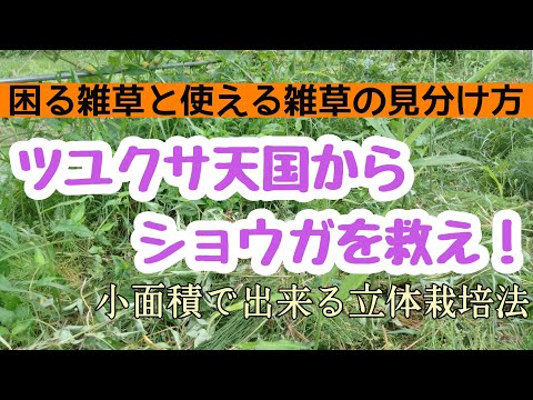 【生やしてはいけない雑草の見分け方】ツユクサ天国？地獄？のから生姜を救え/生姜とキュウリとインゲン豆の立体栽培法