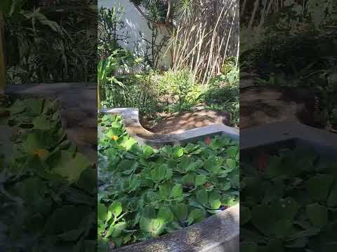 Lotus Garden #pintoartmuseum #shortvideo #lotus #garden #antipolocity