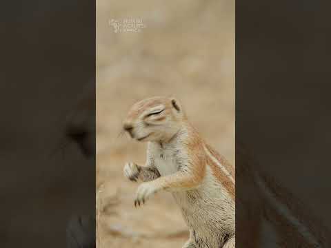 Ground squirrel. #squirrel #kgalagadi #kalahari #wildlife #botswana #safari #animals #safari #desert