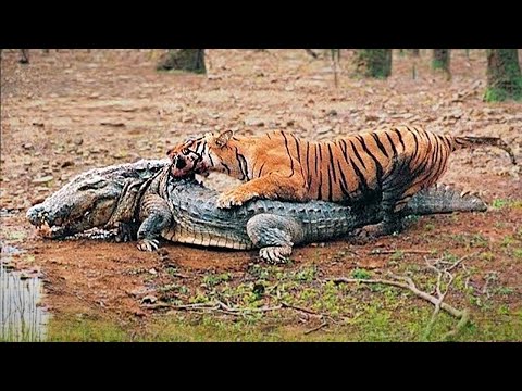 Most Incredible Wild Animal Battles Caught On Camera !