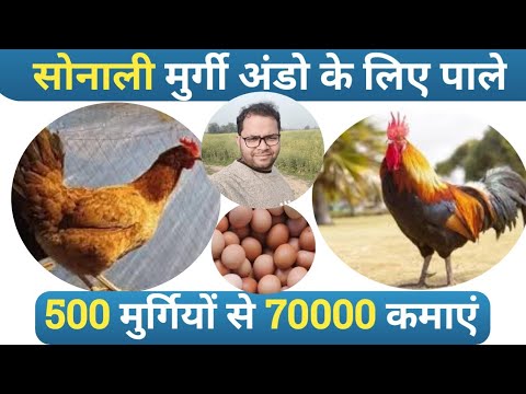 How to get 650+ Egg From 1000 Sonali Chicken| Sonali Poultry Farm & Egg Production | Krishi Sansar.