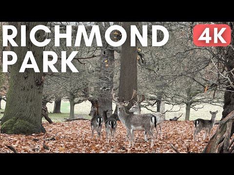 Deer Spotting in London's Largest Royal Park 🦌 Richmond Park [4K/60]