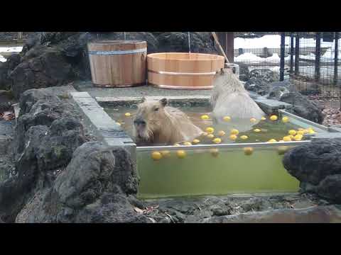 【延長戦】露天風呂に入ってくれたカピバラさん(埼玉県こども動物自然公園)