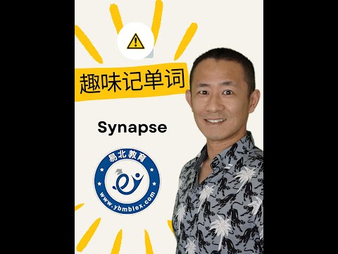 MBLEx 联邦按摩考试必考词汇：Synapse