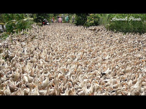 Duck | How do nearly 8,000 ducks get off the train and onto the truck and trade?.Animals Plants