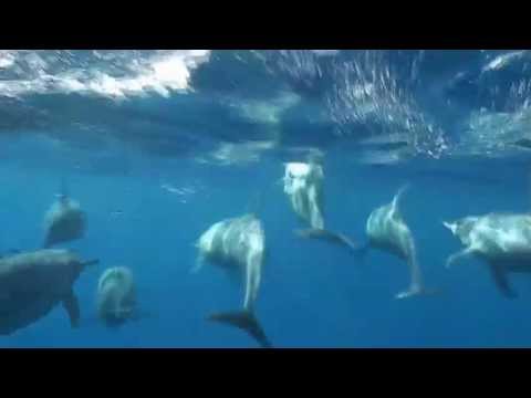 UNIQUE DOLPHIN DISCOVERY EXPERIENCE