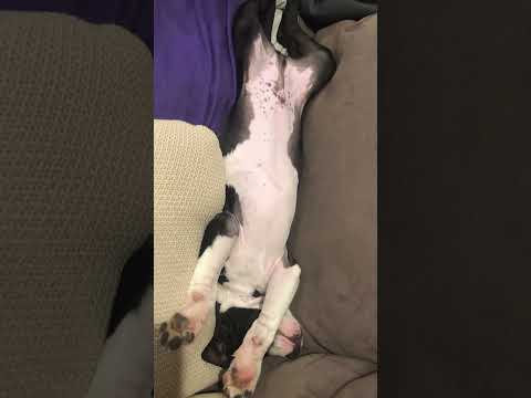 Puppy sleeping on couch! #ozziereviews #puppy #puppies #amstaff #pitbull #viral #viralvideo #funny