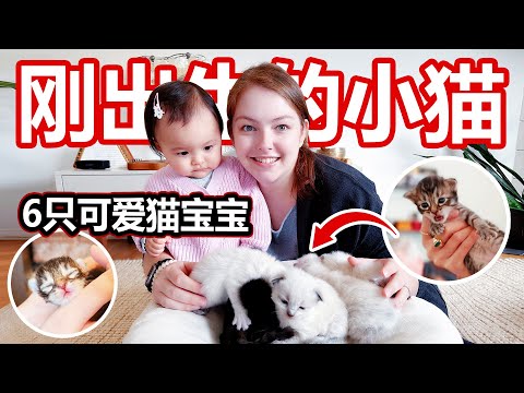 去奶奶家探访刚出生的小猫 mom cat meets his baby kittens for the first time