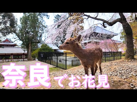 【奈良】奈良公園でお花見🌸/鹿🦌/興福寺/中谷堂/萬勝堂