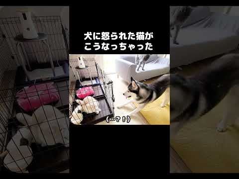 犬に怒られた猫がこうなっちゃいました...笑#shots