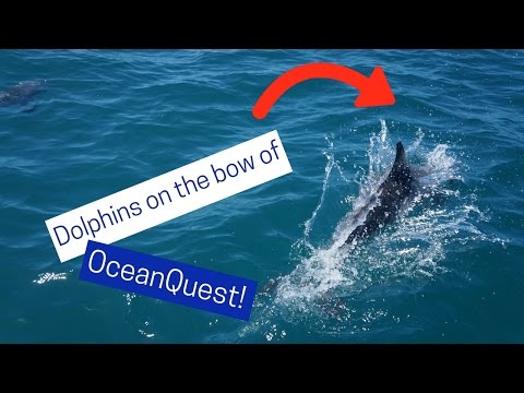 Dolphins playing on the bow of OceanQuest