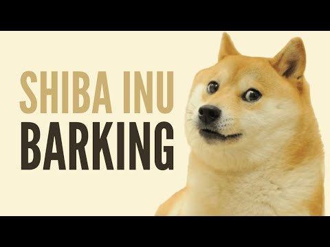 The Cutest Shiba Inu Dogs Barking + What They Are Saying!