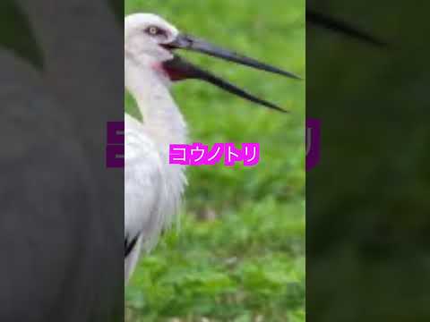 日本の絶滅しそうな動物　６選！！