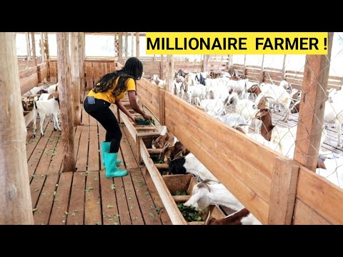 How We Feed GOATS On Rainy Season For Faster Growth| Housing, kids, management Routine.