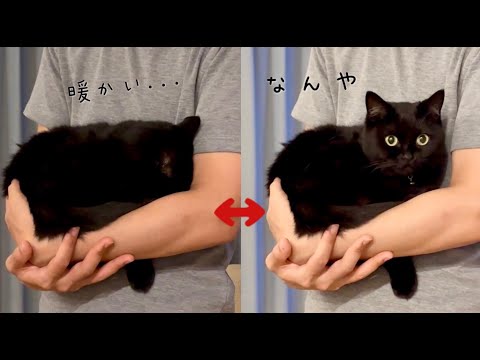 部屋の明るさが変わるたびに飼い主の腕にもぐる黒猫