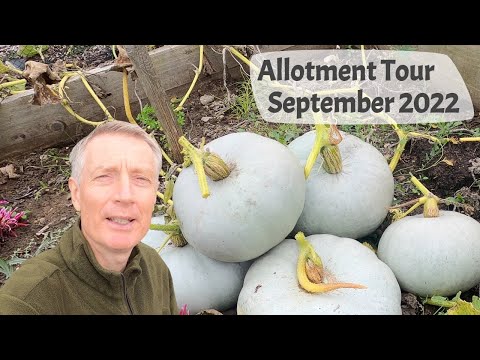 September 2022 Allotment Tour - Harvesting Elephant Garlic & Squash, & Preparing For Winter