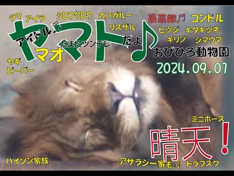 おびひ動物園　キャプション無しでヤマトの魅力を♬マオとジャックやたくさんの仲間たちもめんこいよ♪2024年9月1日♬