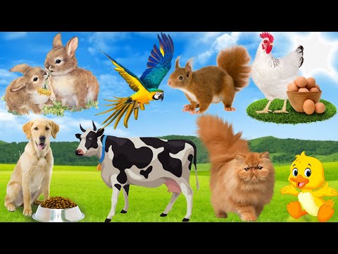 Peaceful wild animal sounds: Dog, Horse, Duck, Elephant, Cow, Rabbit | Cute little animals...