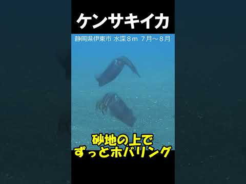 ケンサキイカの泳ぐ姿　#shorts @aquaticpro