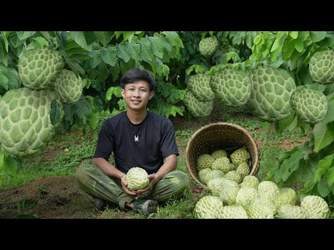 2 year living in forest, Harvest large custard apple fruits to market sell. Growing more fruit trees