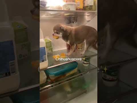 Chihuahua Enjoys Mandarin Inside Fridge #DogVideos #ViralDogVideos