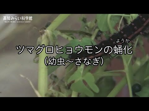 生きものの観察「ツマグロヒョウモンの蛹化（幼虫～さなぎ）」