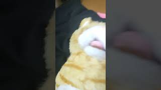 キレる猫さん#猫が最高過ぎる