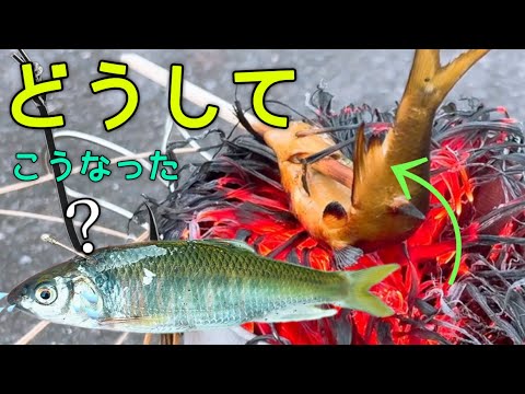 ワイ「こいつをエサにしてでかい魚釣るぞ！」→魚「え、話が違うんですけど？」