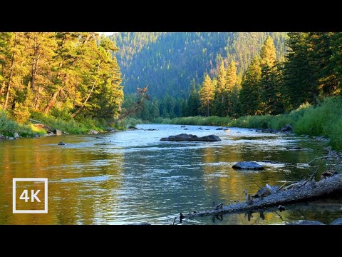 4K Blackfoot River Sunset | Montana Backcountry | Forest River Sounds for Sleeping | White Noise