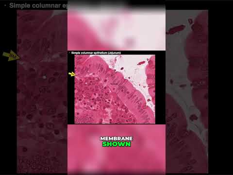 Exploring Simple Columnar Epithelium #shorts #anatomy #histology